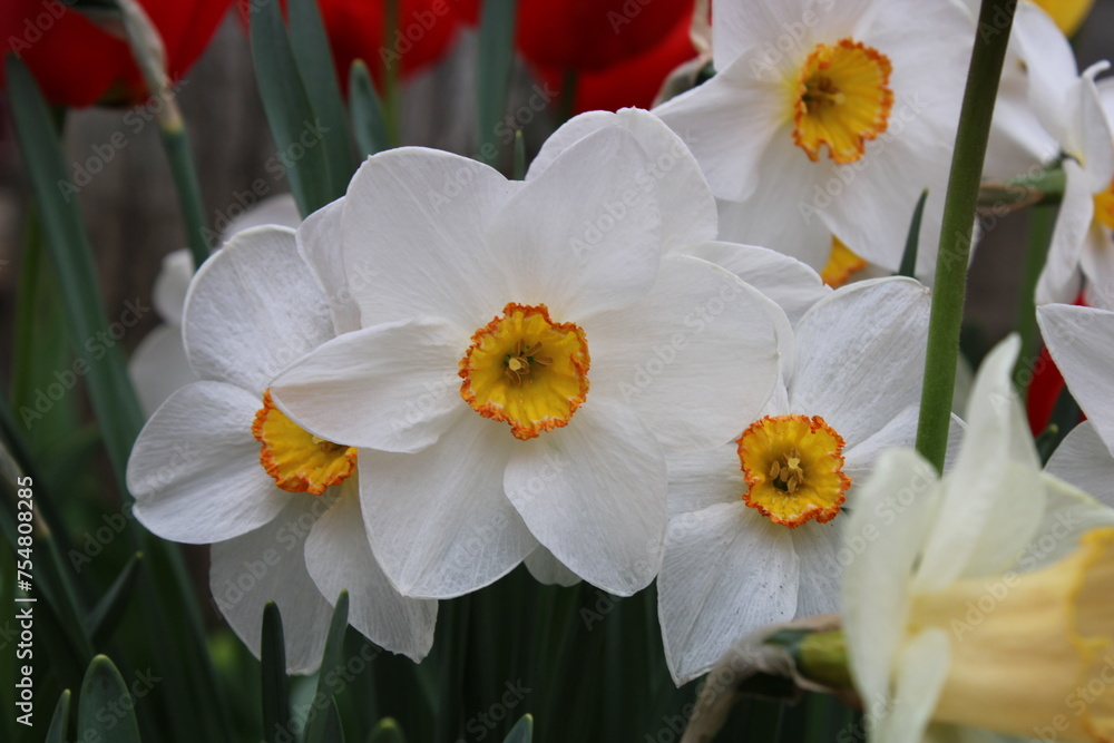 Narcissus poeticus, the poet's daffodil, poet's narcissus, nargis, pheasant's eye, findern flower or pinkster lily. Narcissus poeticus, the poet's daffodil, poet's narcissus, nargis, pheasant's eye, findern flower or pinkster lily.