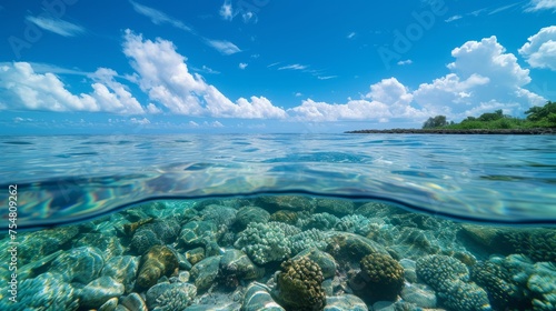Pristine Coral Reef Under Clear Water