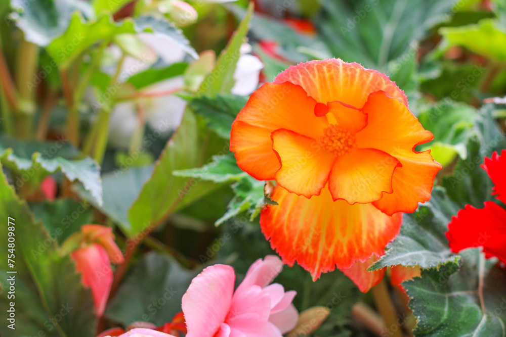 Beautiful bright orange begonia flowers Beautiful bright orange begonia flowers