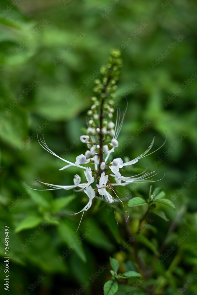 Orthosiphon aristatus or known as cat's whiskers