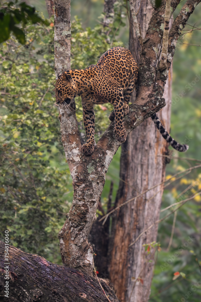 Indian Leopard - Panthera pardus fusca, beautiful iconic wild cat from South Asian forests and woodlands, Nagarahole Tiger Reserve, India. Indian Leopard - Panthera pardus fusca, beautiful iconic wild cat from South Asian forests and woodlands, Nagarahole Tiger Reserve, India.