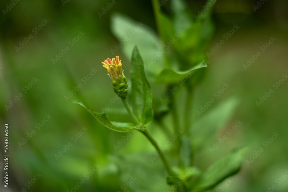 Zinnia elegans in the garden. Zinnia elegans is an annual flowering plant Zinnia elegans in the garden. Zinnia elegans is an annual flowering plant