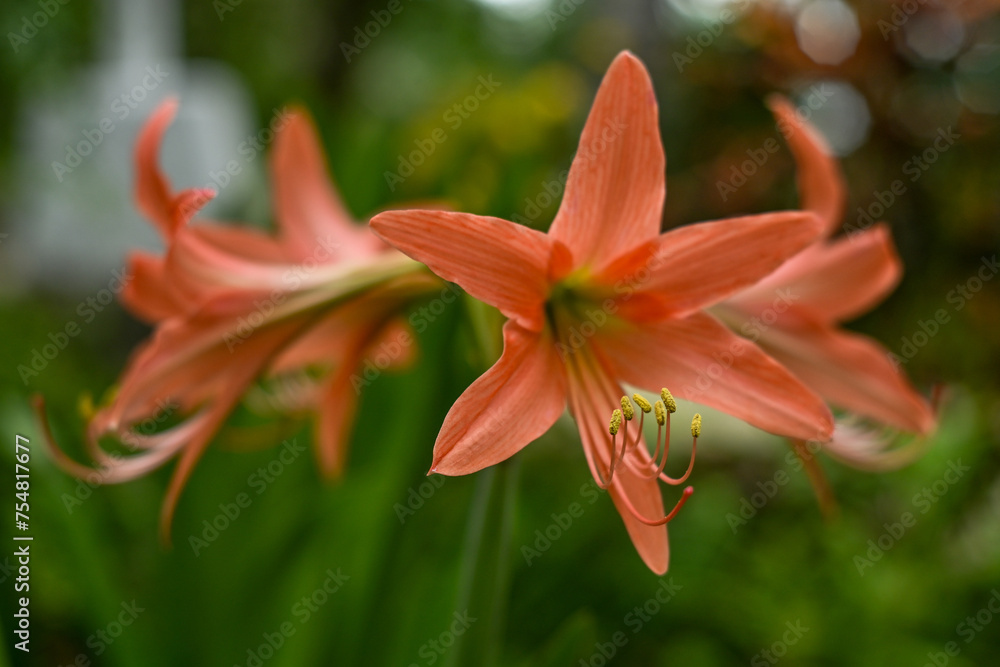 Fototapeta premium Hippeastrum striatum, or striped Barbados lily in the garden