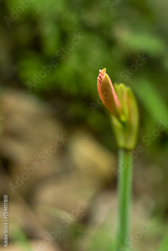 Hippeastrum striatum, or striped Barbados lily in the garden