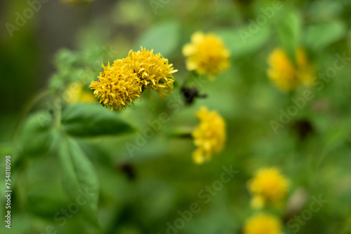 Yellow flowers in the garden. Marigold flowers or with the scientific name Tagetes erecta