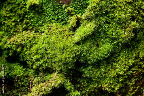 Moss plants on tree trunks