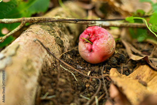 Guava fruit lying on the ground photo