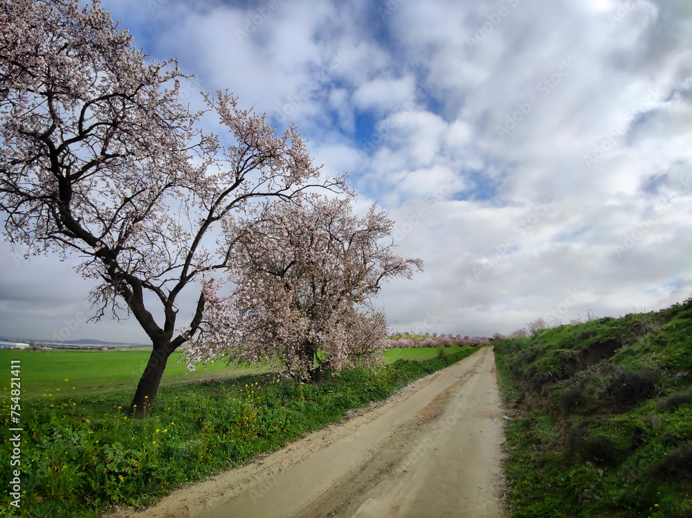 Camino con almendros Camino con almendros