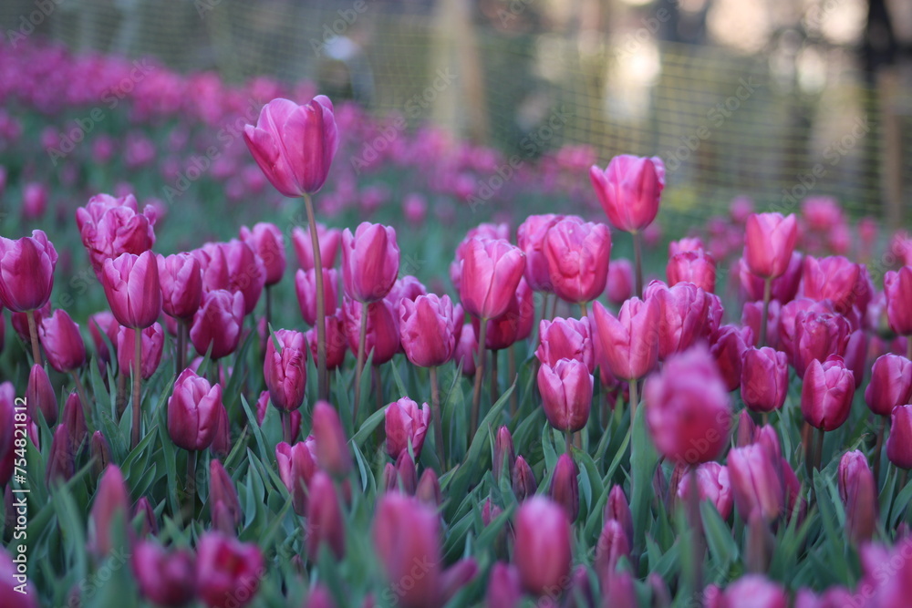 Obraz premium A field of purple tulips with the word tulips on the top. Emirgan Grove Istanbul.