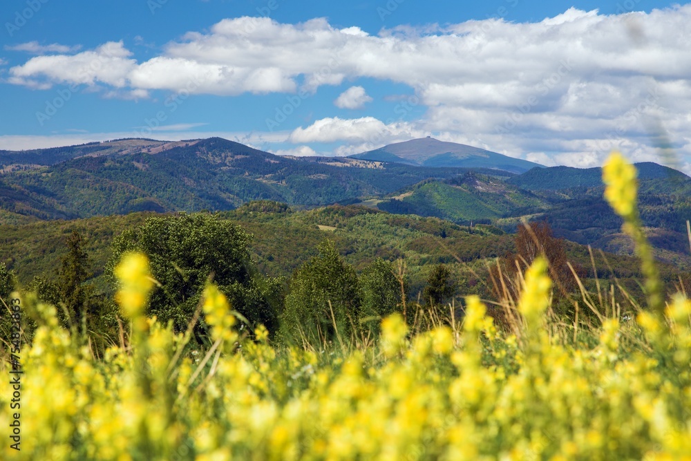 Obraz premium yellow flowering meadow and mount Kralova Hola
