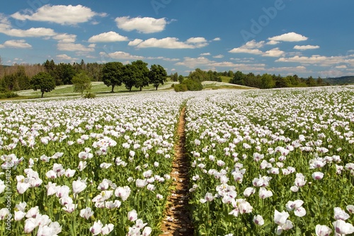 Flowering opium poppy field with pathway
