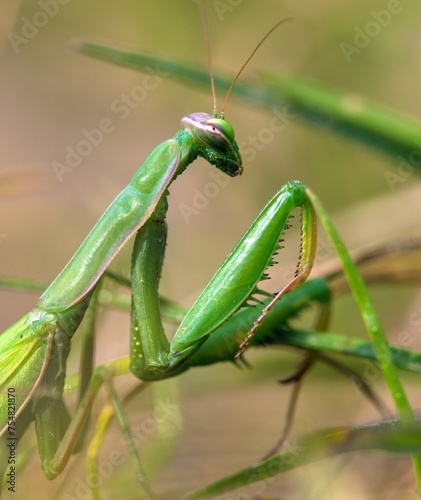 European Mantis or Praying Mantis, Mantis religiosa photo