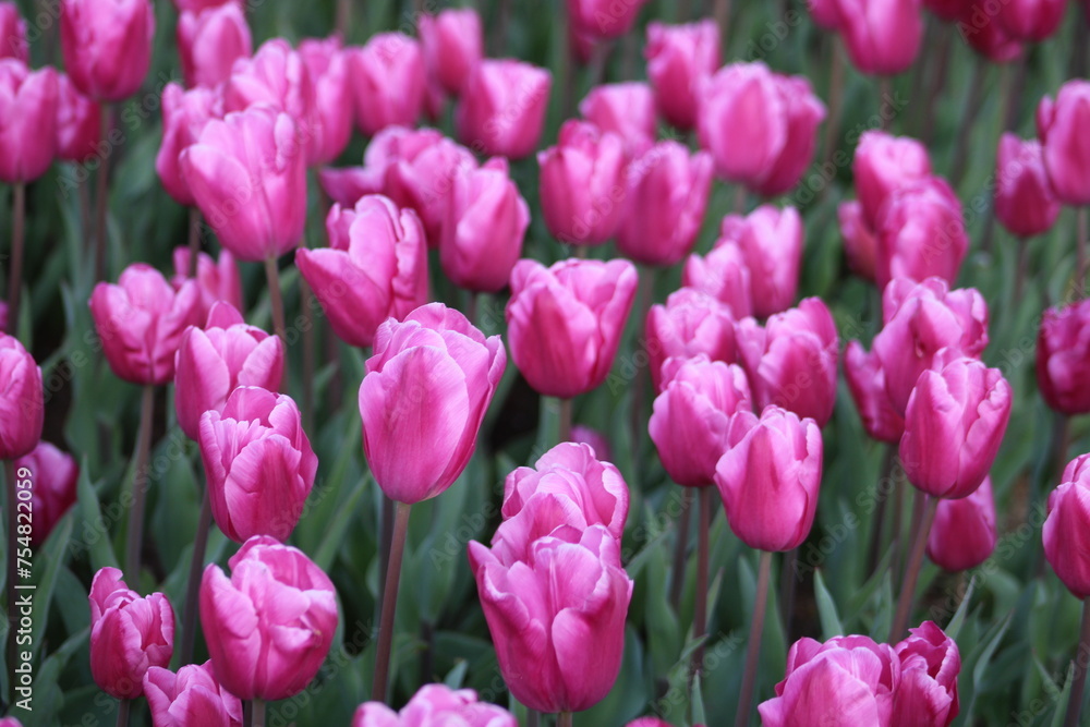 A field of purple tulips with the word tulips on the top. Emirgan Grove Istanbul.