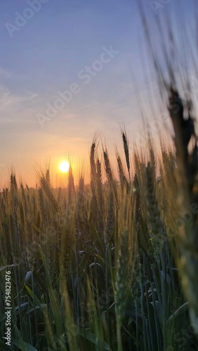Wheat field at sunset. Wheat spikelets in field against sun