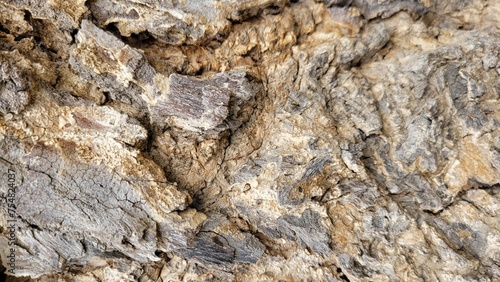 Bark of a tree. Nature wooden background texture