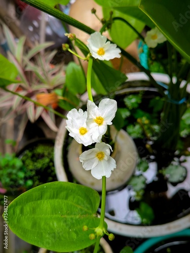 The white flower of Creeping Burhead or Echinodorus