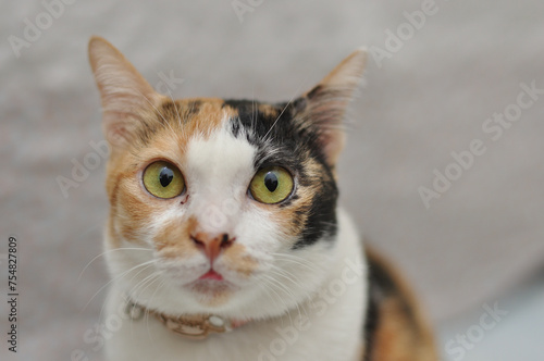 portrait of a calico cat, closeup face