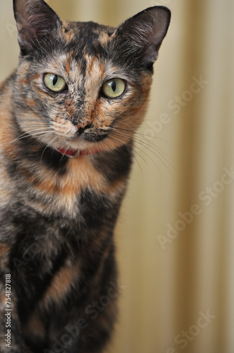 portrait of a Tortoiseshell cat, Closeup face