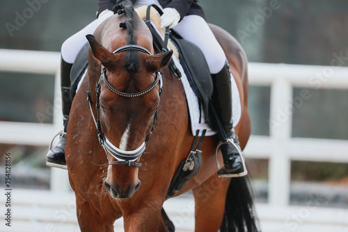 Walk on a loose rein. Equestrian sports, dressage.