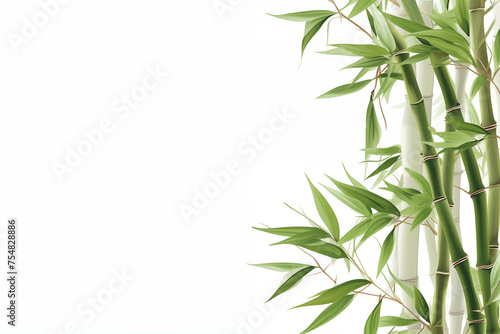 Picture of auspicious bamboo trees on a white background.