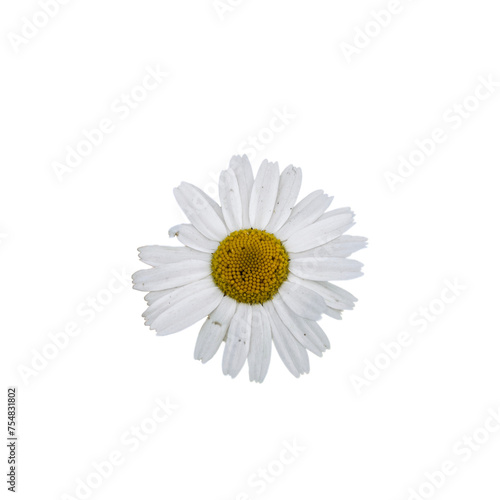 Fototapeta Naklejka Na Ścianę i Meble -  A close-up of a daisy flower, showcasing its white petals and bright yellow center.