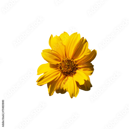 A single yellow flower with numerous petals radiating from a dense  intricate center is highlighted against a white backdrop.