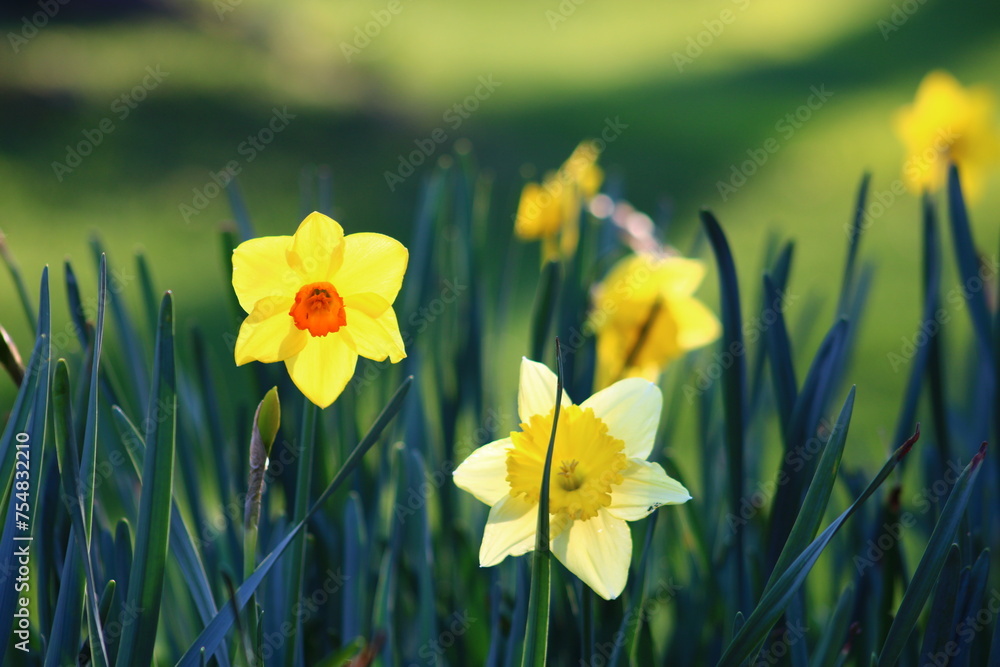 Obraz premium Narcissus is a genus of predominantly spring flowering perennial plants of the amaryllis family, Amaryllidaceae.