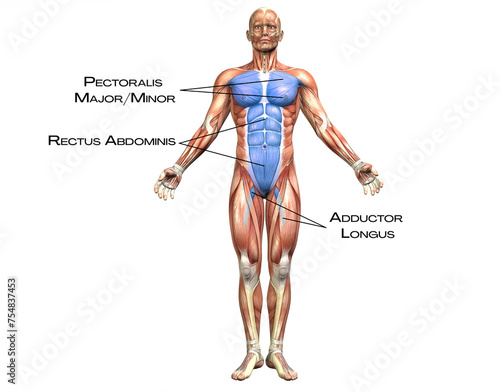 Front Functional Line - pectoralis major, rectus abdominis, adductor longus
