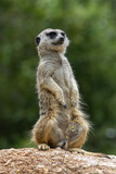 meerkat on the lookout at Werribee Open Range Zoo