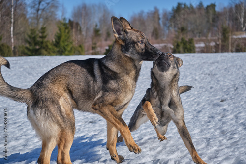 Beautiful German Shepherd dogs playing on a snowy meadow on a sunny winter day in Skaraborg Sweden © LightTheurgist