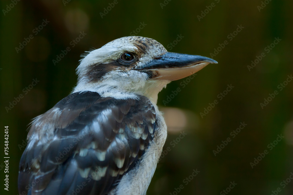 Close-Up portrait of Laughing Kookaburra in a zoo. Dacelo novaeguineae, Laughing kookaburra. A single, Laughing Kookaburra standing on a branch. Close-Up portrait of Laughing Kookaburra in a zoo. Dacelo novaeguineae, Laughing kookaburra. A single, Laughing Kookaburra standing on a branch.