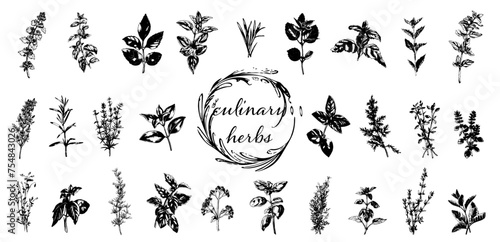 Culinary herbs - iconset of herbs and plants for cooking and seasoning dishes. Arugula, dill, basil, coriander and rosemary. Vectors for menu card, cooking classes or packaging design.