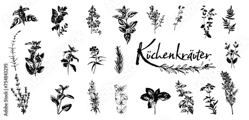 Culinary herbs - iconset of herbs and plants for cooking and seasoning dishes. Arugula, dill, basil, coriander and rosemary. Vectors for menu card, cooking classes or packaging design.