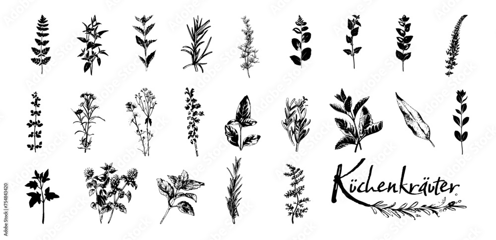 Culinary herbs - iconset of herbs and plants for cooking and seasoning dishes. Arugula, dill, basil, coriander and rosemary. Vectors for menu card, cooking classes or packaging design. Culinary herbs - iconset of herbs and plants for cooking and seasoning dishes. Arugula, dill, basil, coriander and rosemary. Vectors for menu card, cooking classes or packaging design.