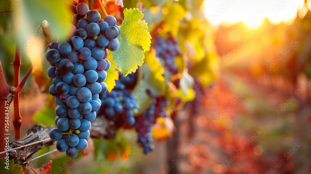Naklejka premium Sunset glow over ripe vineyard grapes
