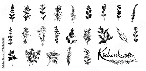 Culinary herbs - iconset of herbs and plants for cooking and seasoning dishes. Arugula, dill, basil, coriander and rosemary. Vectors for menu card, cooking classes or packaging design.