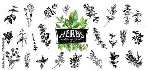 Culinary herbs - iconset of herbs and plants for cooking and seasoning dishes. Arugula, dill, basil, coriander and rosemary. Vectors for menu card, cooking classes or packaging design.