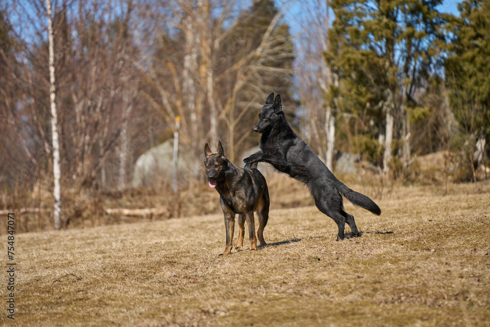 Beautiful German Shepherd dogs playing in a meadow on a sunny spring day in Skaraborg Sweden Beautiful German Shepherd dogs playing in a meadow on a sunny spring day in Skaraborg Sweden