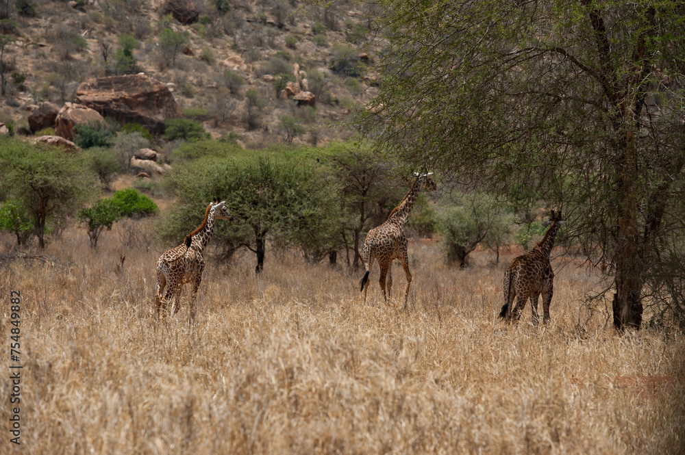 Giraffes in Tsavo East and Tsavo West National Park Kenya Giraffes in Tsavo East and Tsavo West National Park Kenya