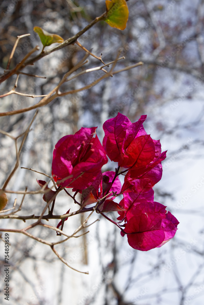 sprouting red rosy flowers bloom in the sunshine, blurred branches sprouting red rosy flowers bloom in the sunshine, blurred branches