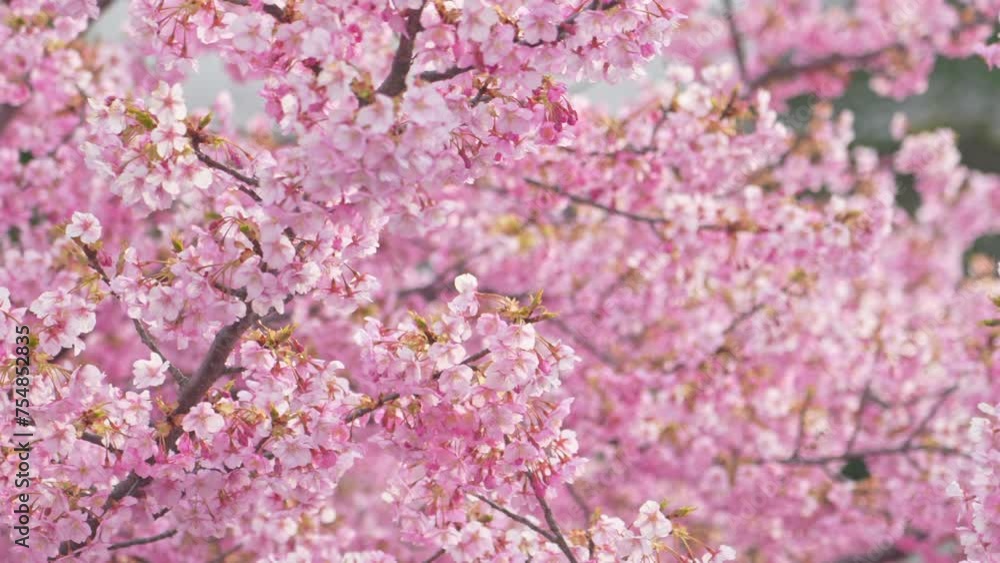Cherry blossoms in full bloom Cherry blossoms in full bloom