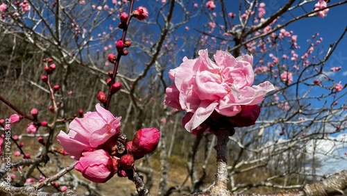 桃の花