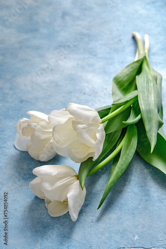 Still life. White tulips on a blue background close -up