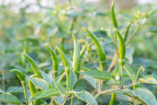Fresh organic green chili plant in the farm for seasoning or agricultural product