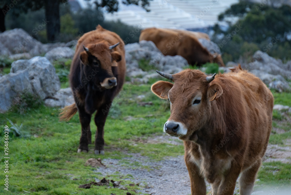 Fototapeta premium Vacas