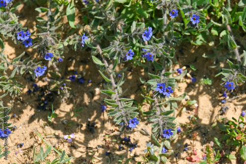 Flowering alkanet or dyers' bugloss (lat.- alcanna tinctoria tausch)