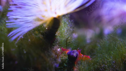 Close up view of a mediterranean fan worm slowly moving underwater. photo