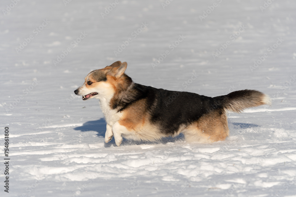 Pembroke Welsh Corgi -Hündin tobt im Schnee Pembroke Welsh Corgi -Hündin tobt im Schnee