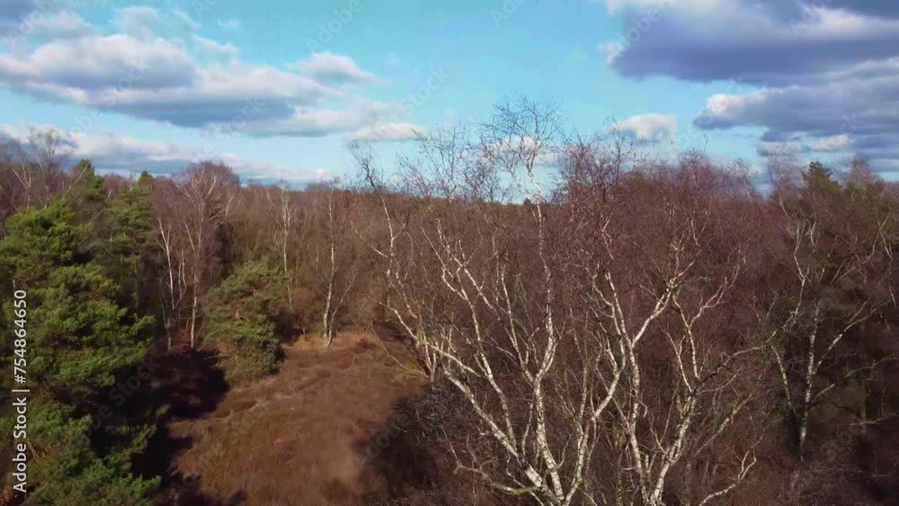 Cloudy sky over forest clearing Cloudy sky over forest clearing