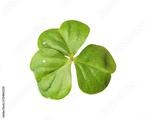 Good luck four leaf clover isolated on white photo